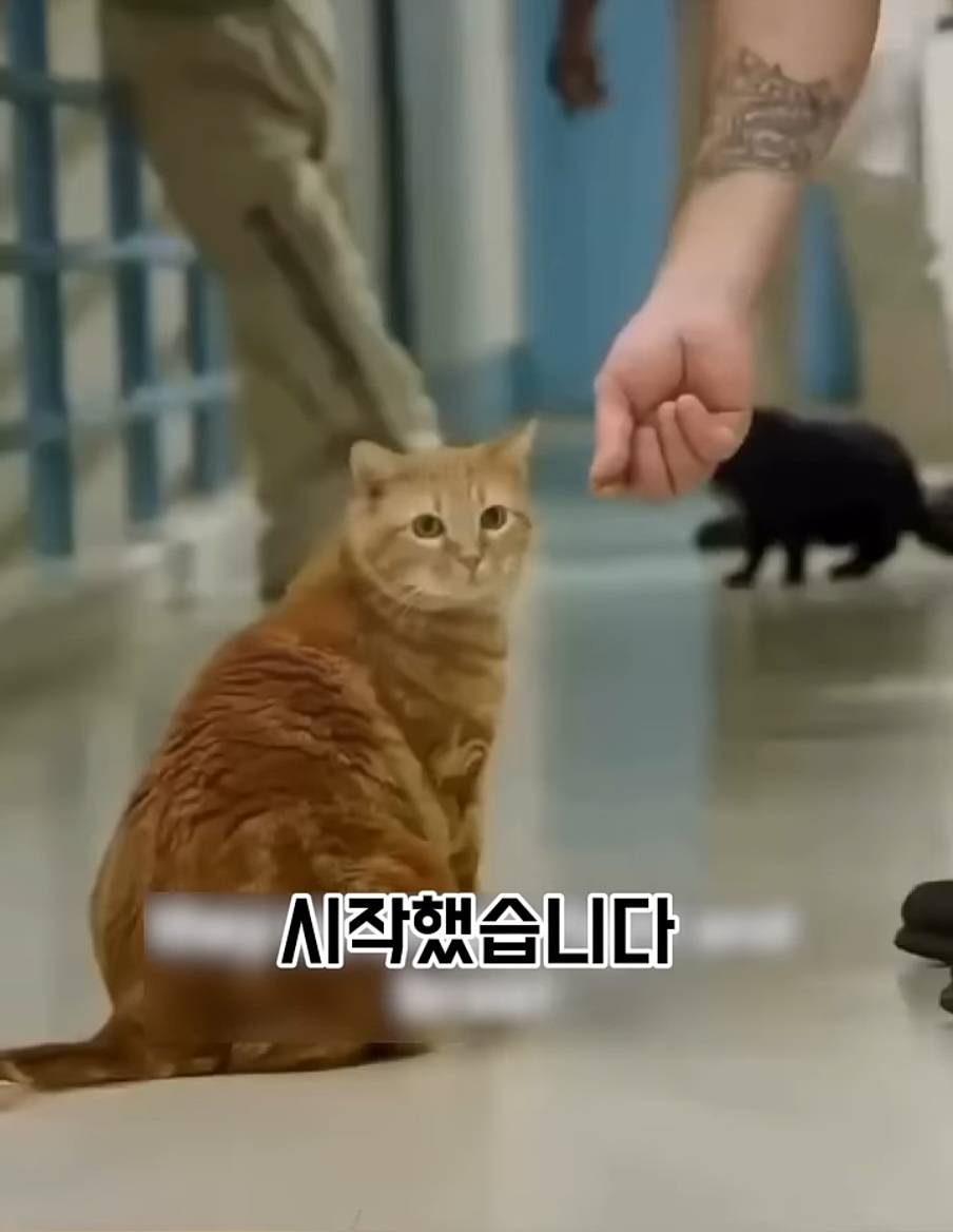 교도소에 고양이 70마리를 풀어 놓았더니 생긴 일 | 인스티즈