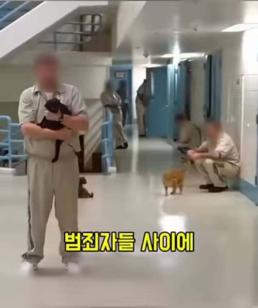 교도소에 고양이 70마리를 풀어 놓았더니 생긴 일 | 인스티즈