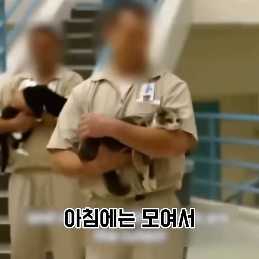 교도소에 고양이 70마리를 풀어 놓았더니 생긴 일 | 인스티즈