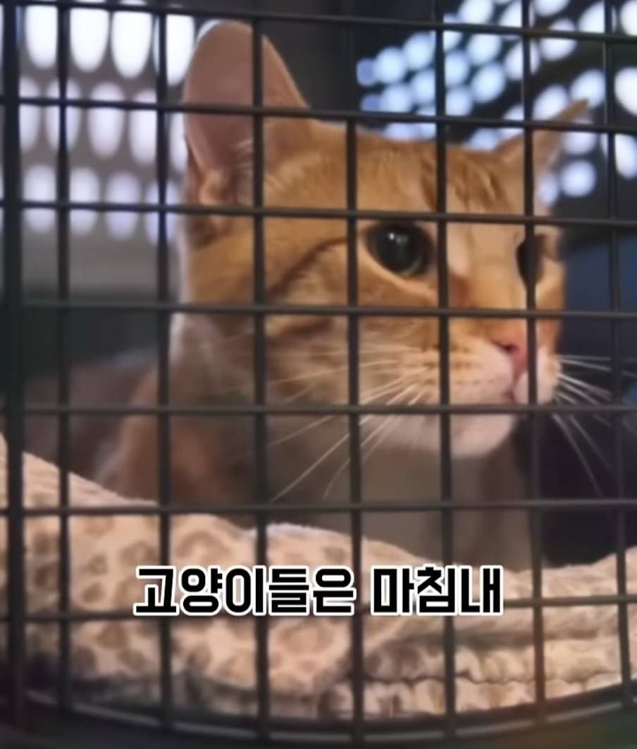 교도소에 고양이 70마리를 풀어 놓았더니 생긴 일 | 인스티즈