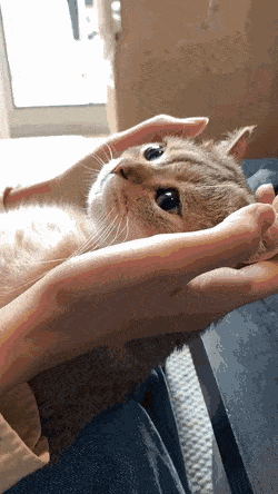 집사한테 얌전하게 안겨 있는 고양이 gif | 인스티즈