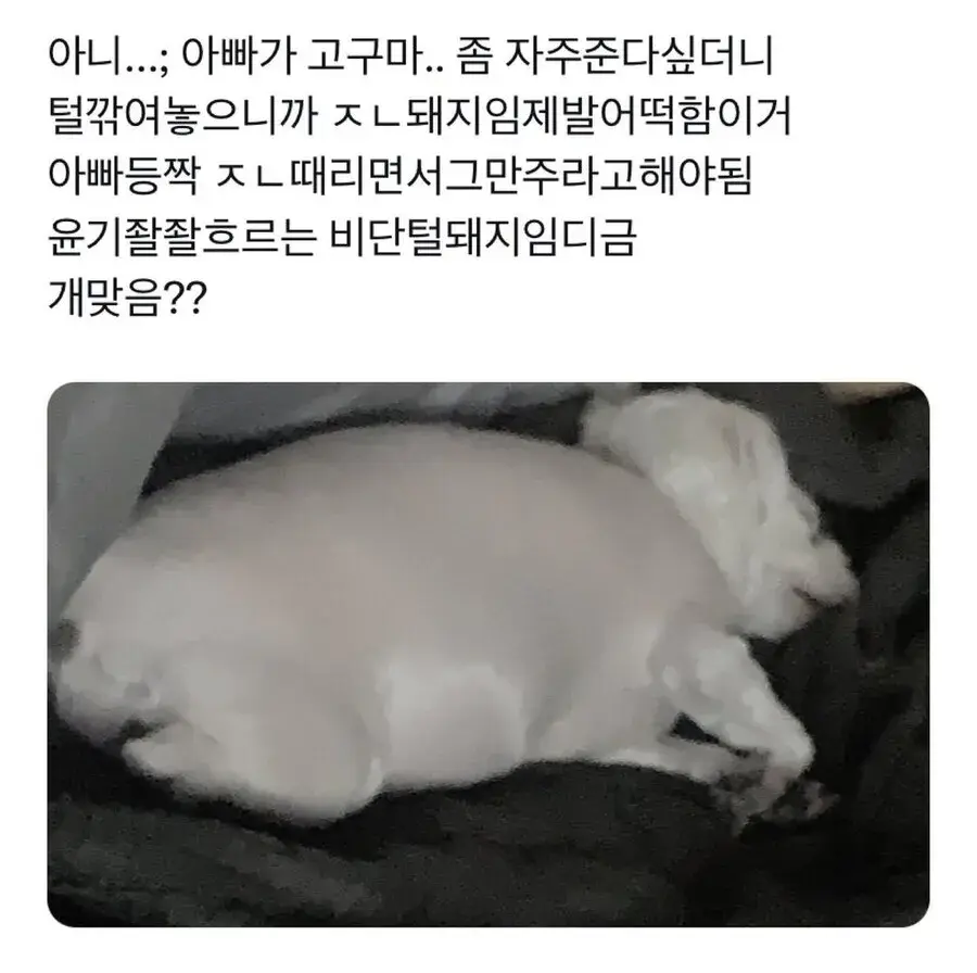 강아지가 살이 너무 찐거같아서 털이라도 깎아 본 주인 | 인스티즈