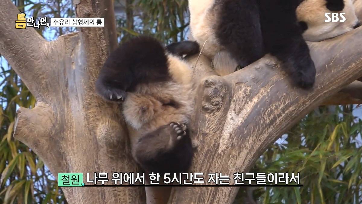 [틈만나면] 에버랜드가서 판다 구경 하고 판다 인형 사는 유재석 김종민 김대명.jpg | 인스티즈