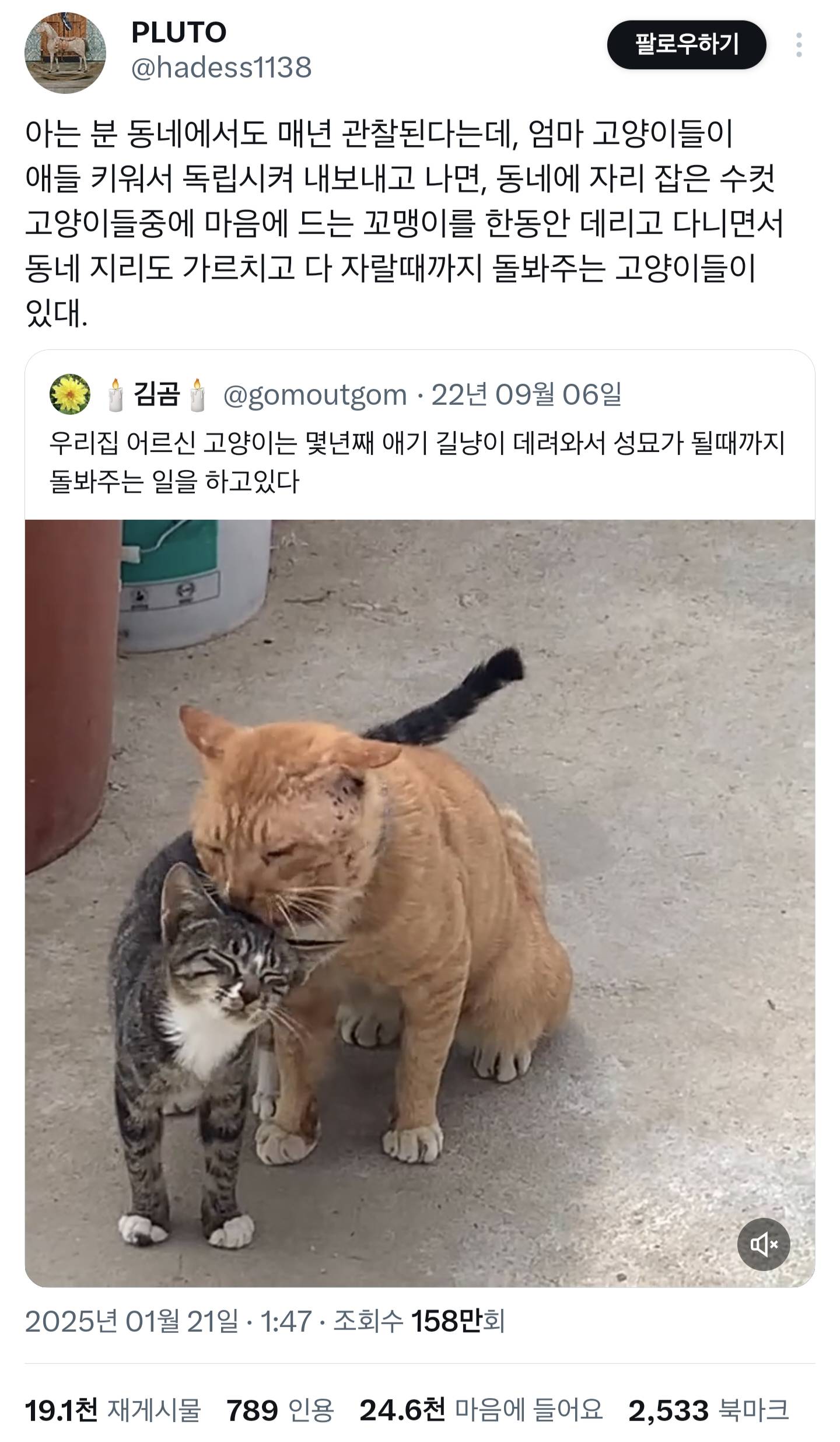 우리집 어르신 고양이는 몇년째 애기 길냥이 데려와서 성묘가 될때까지 돌봐주는 일을 하고 있다.twt | 인스티즈