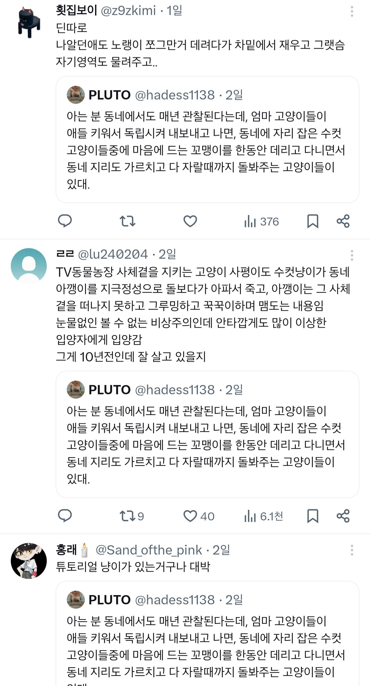 우리집 어르신 고양이는 몇년째 애기 길냥이 데려와서 성묘가 될때까지 돌봐주는 일을 하고 있다.twt | 인스티즈