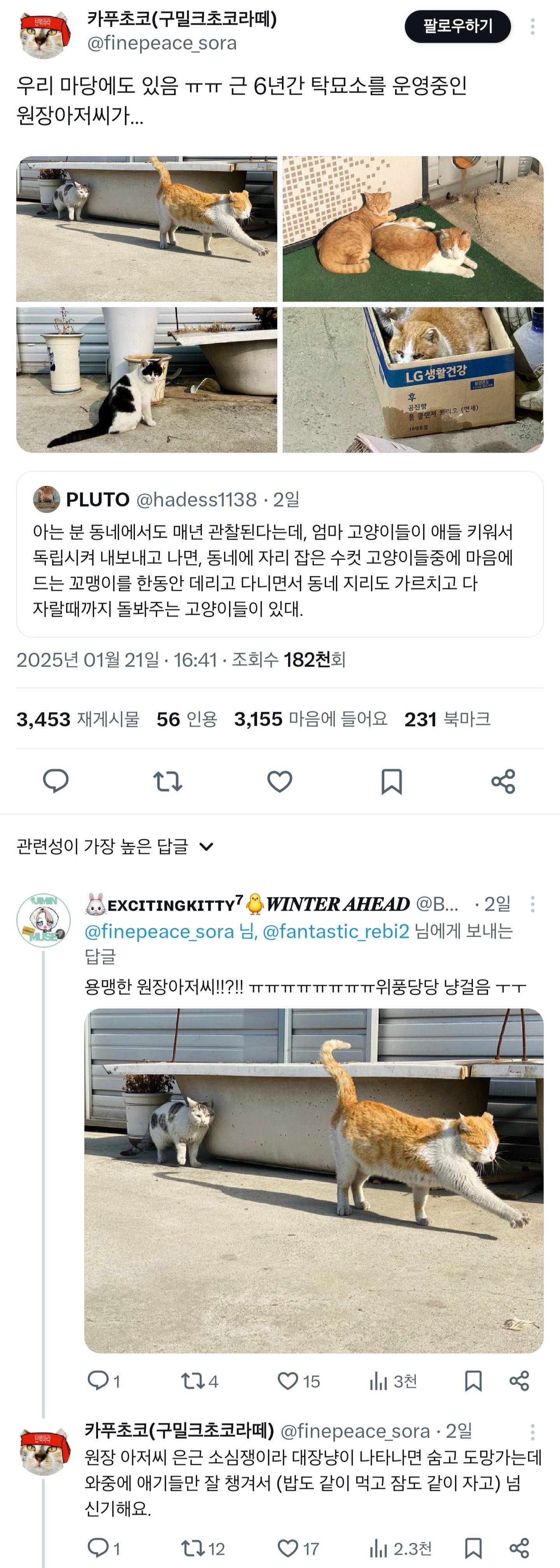 우리집 어르신 고양이는 몇년째 애기 길냥이 데려와서 성묘가 될때까지 돌봐주는 일을 하고 있다.twt | 인스티즈