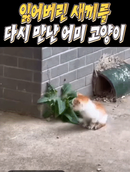 잃어버린 새끼를 찾은 고양이 | 인스티즈
