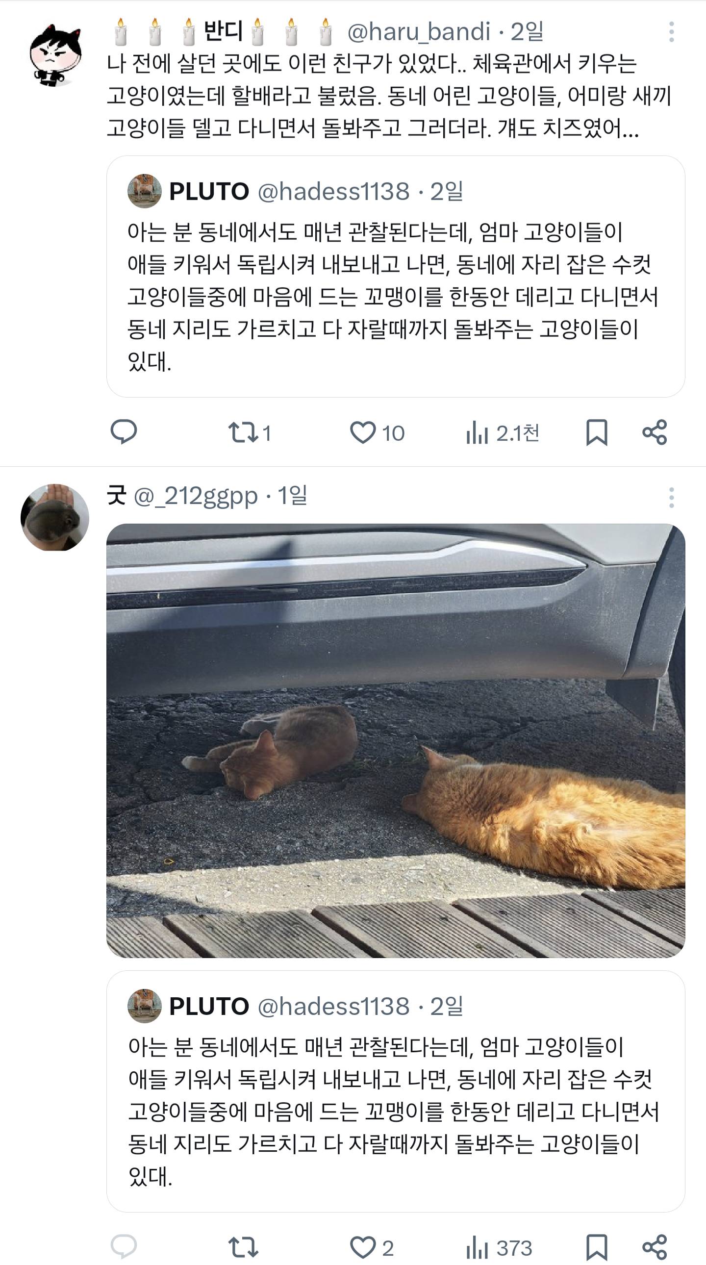 우리집 어르신 고양이는 몇년째 애기 길냥이 데려와서 성묘가 될때까지 돌봐주는 일을 하고 있다.twt | 인스티즈