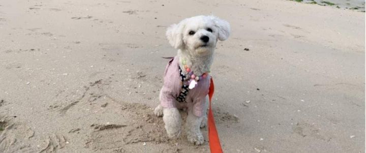 강아지랑 제주도여행 가지마라...... | 인스티즈