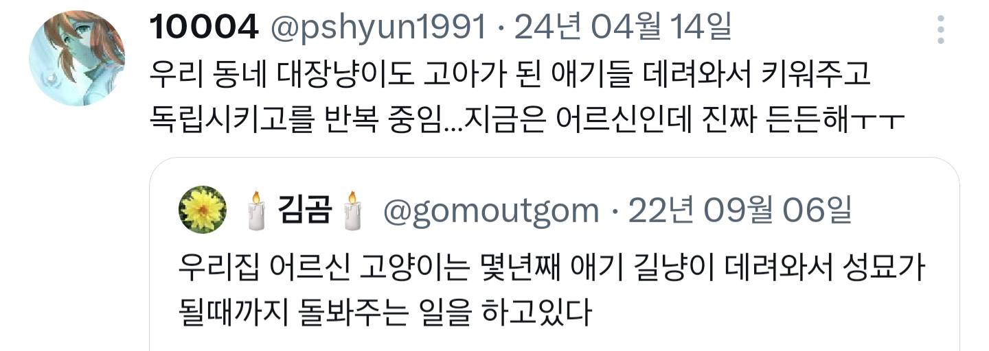 우리집 어르신 고양이는 몇년째 애기 길냥이 데려와서 성묘가 될때까지 돌봐주는 일을 하고 있다.twt | 인스티즈