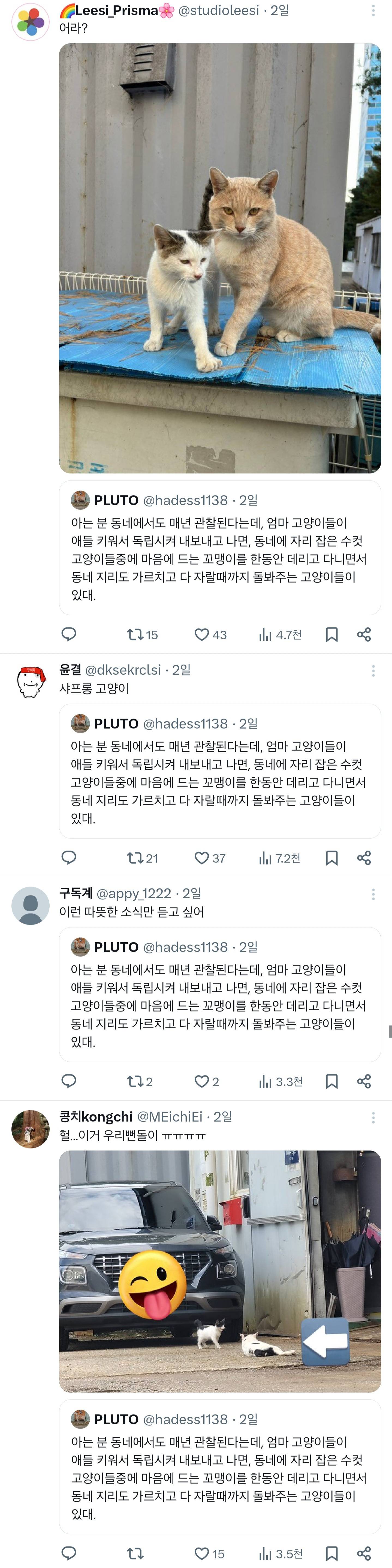 우리집 어르신 고양이는 몇년째 애기 길냥이 데려와서 성묘가 될때까지 돌봐주는 일을 하고 있다.twt | 인스티즈