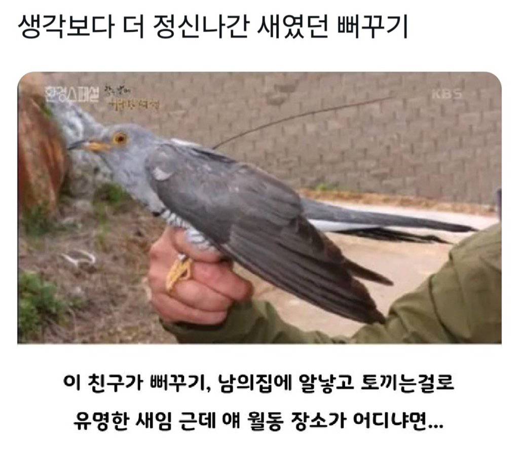 뻐꾸기가 육아를 안하는 이유 | 인스티즈