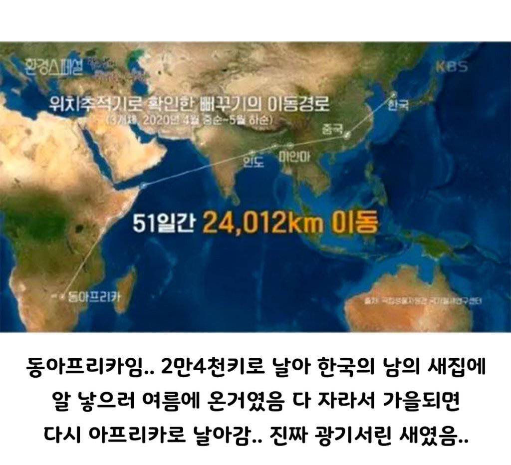 뻐꾸기가 육아를 안하는 이유 | 인스티즈
