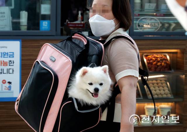 설 쇠러 할머니댁 가는 K 강아지들🐶 | 인스티즈