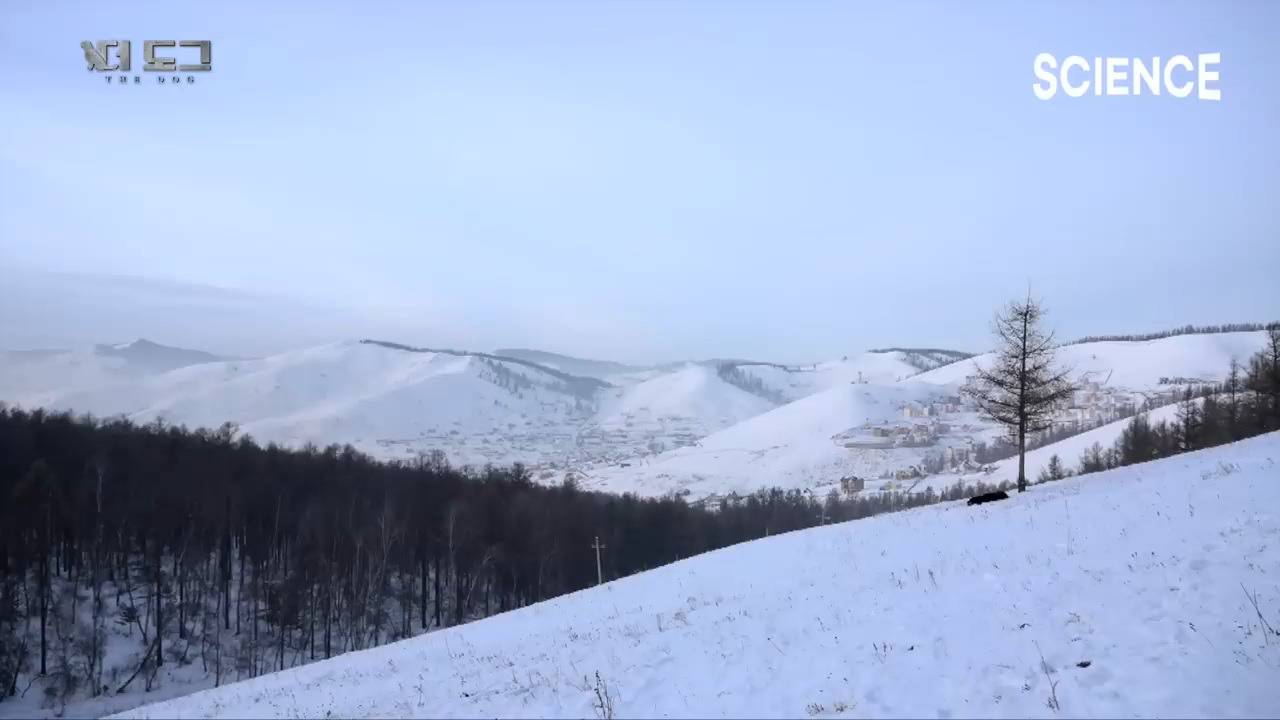 -30도 겨울에 태어나는 몽골 강아지 -하- | 인스티즈