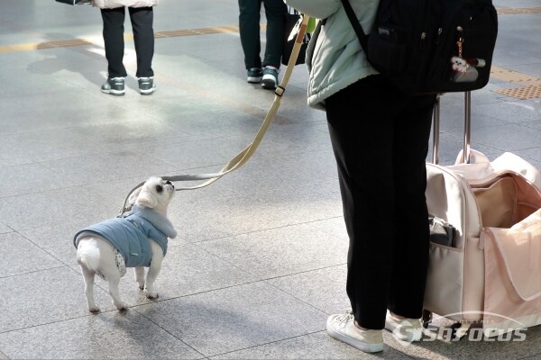 설 쇠러 할머니댁 가는 K 강아지들🐶 | 인스티즈