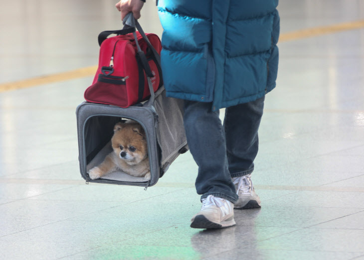 설 쇠러 할머니댁 가는 K 강아지들🐶 | 인스티즈