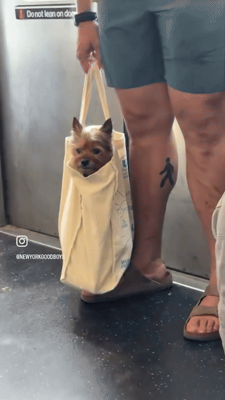 뉴욕 지하철 멍뭉이들.gif | 인스티즈