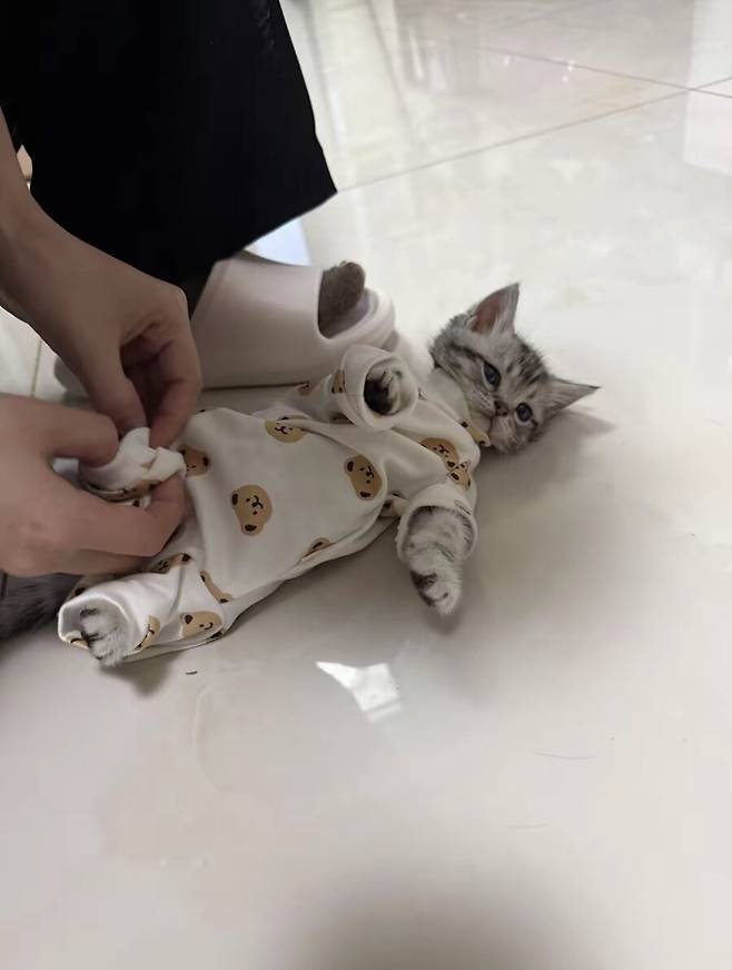 애기옷 입힌 고양이 | 인스티즈