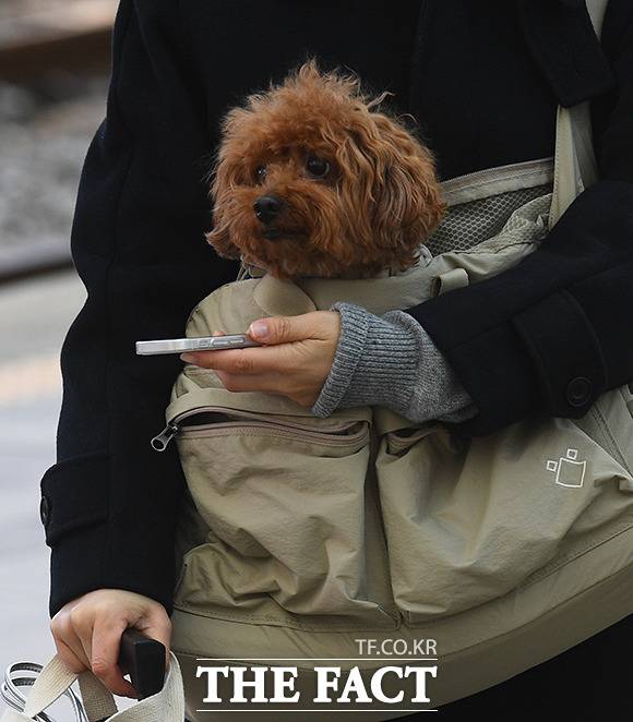 설 쇠러 할머니댁 가는 K 강아지들🐶 | 인스티즈