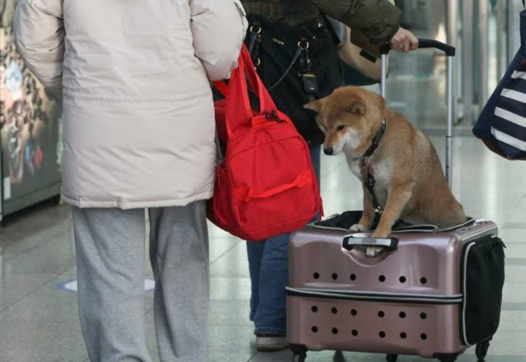 설 쇠러 할머니댁 가는 K 강아지들🐶 | 인스티즈