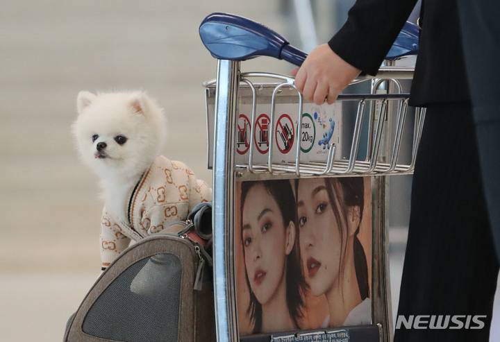 설 쇠러 할머니댁 가는 K 강아지들🐶 | 인스티즈