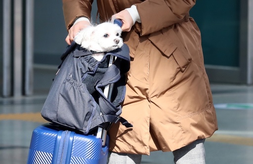 설 쇠러 할머니댁 가는 K 강아지들🐶 | 인스티즈