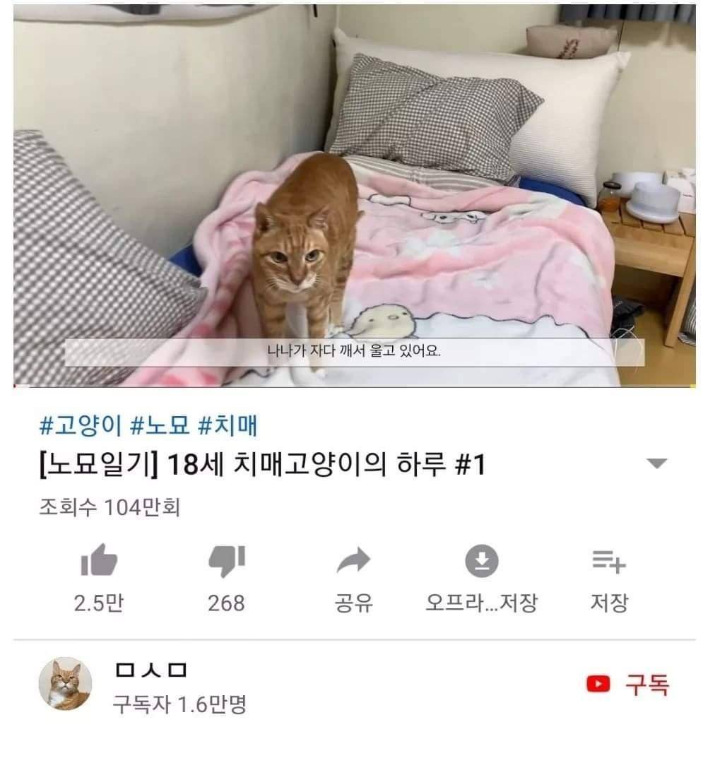 치매 고양이 키우는 집사 영상에 달린 댓글 | 인스티즈