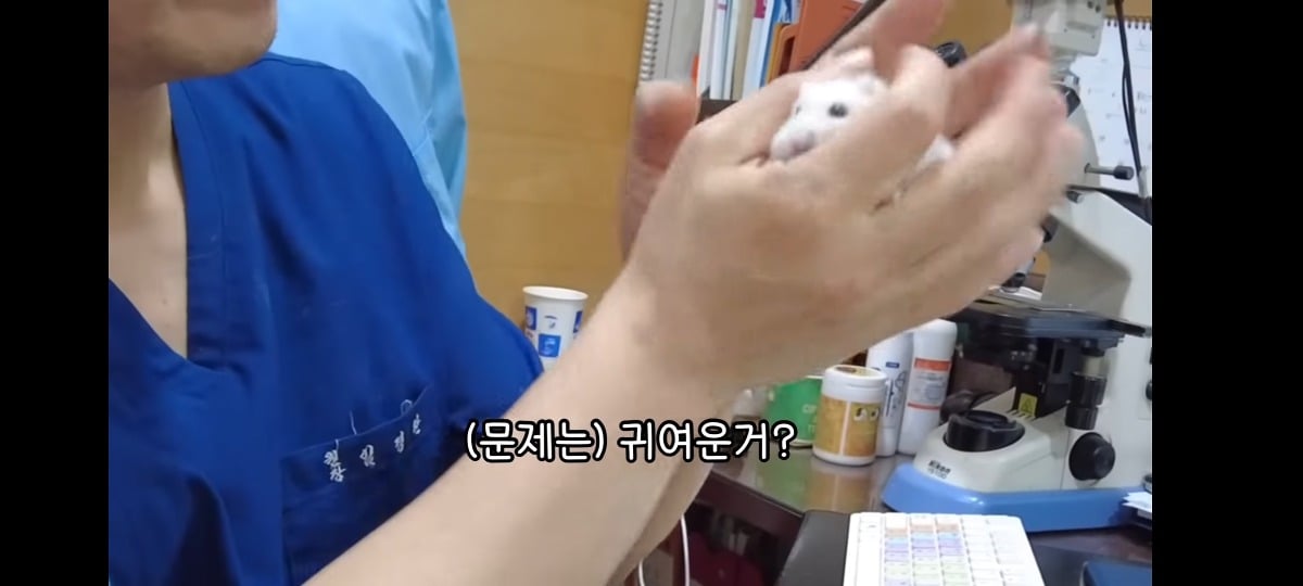 햄스터 건강검진하러 병원왔는데 쌤이 사리사욕 챙김 | 인스티즈