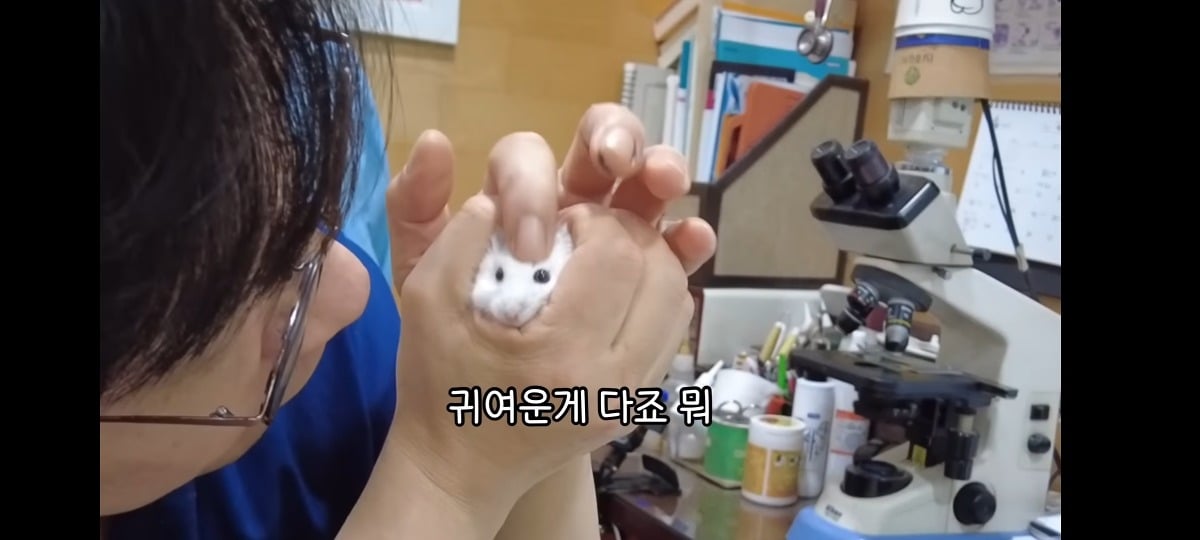 햄스터 건강검진하러 병원왔는데 쌤이 사리사욕 챙김 | 인스티즈