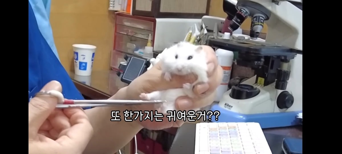 햄스터 건강검진하러 병원왔는데 쌤이 사리사욕 챙김 | 인스티즈