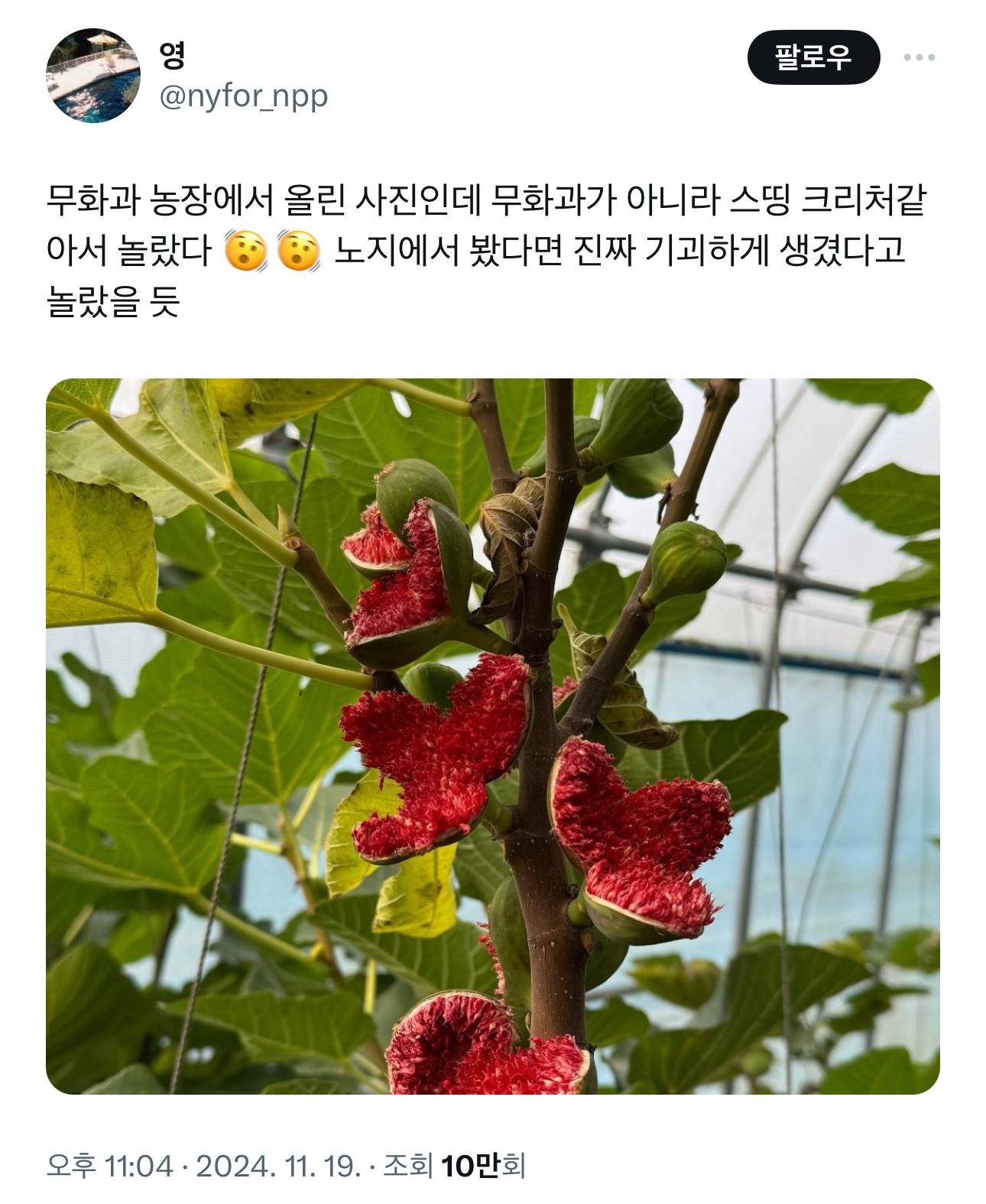 무화과 농장에서 올린 사진인데 무화과가 아니라 스띵 크리처같아서 놀랐다 | 인스티즈