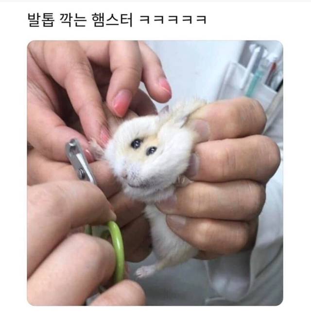 익친 상식 대란.jpg (부제 : 석가모니가 태어나자마자 했던 말은?) | 인스티즈