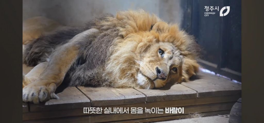 핫플이었던 동물원 갈비뼈 사자 + 갈비뼈 사자 딸 근황 | 인스티즈