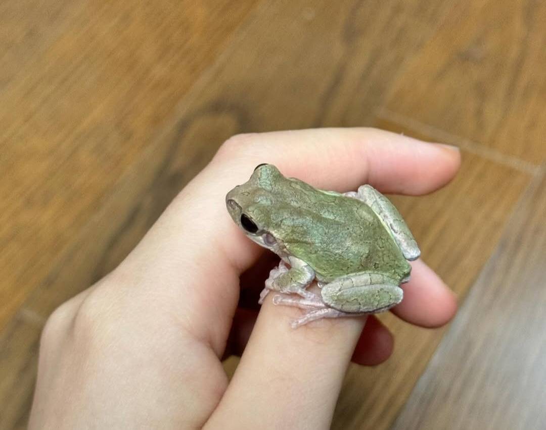 샤인머스켓 청개구리 근황.jpg | 인스티즈