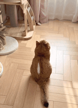 솜 터진 고양이 고쳐주기 | 인스티즈