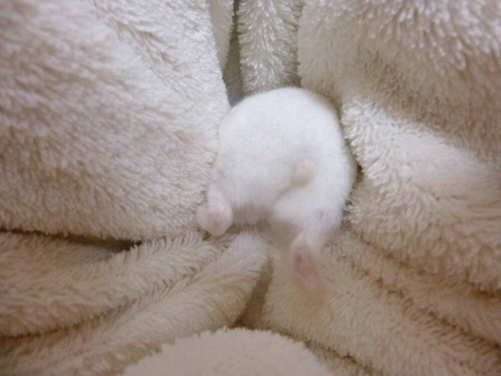 엉덩이 낀 햄스터 | 인스티즈