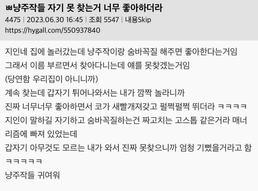 고양이들 자기 못 찾는거 너무 좋아하더라.jpg | 인스티즈