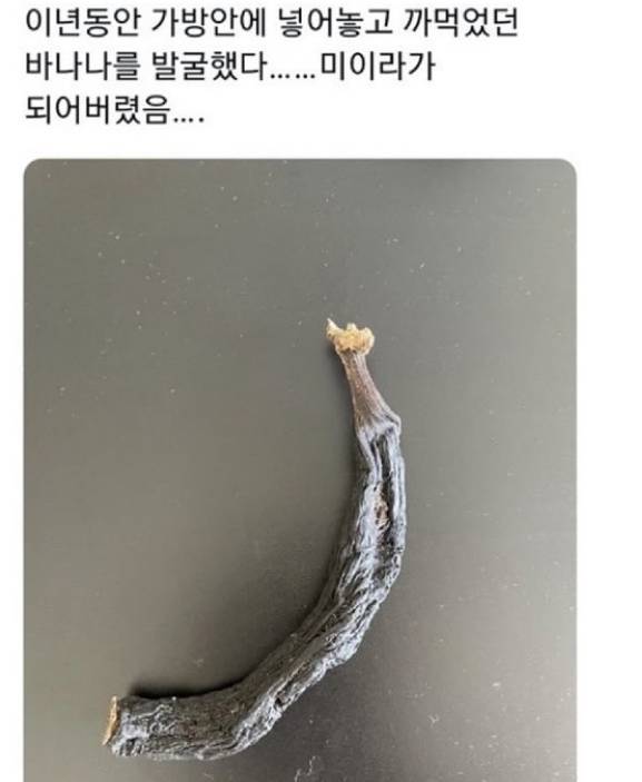 2년 동안 가방 안에 넣어놓고 까먹었던 바나나를 발굴했다.. | 인스티즈