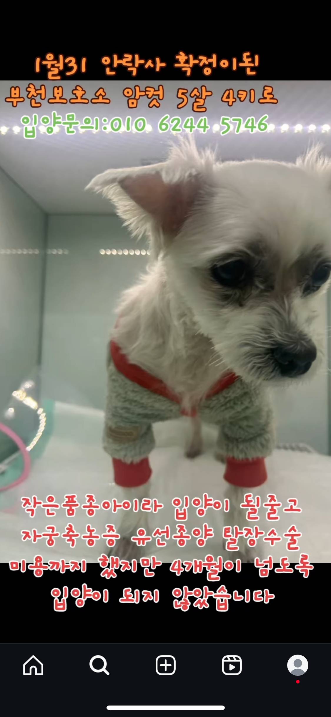 소형견이라 입양 갈 줄 알고 수술에 미용까지 했는데 | 인스티즈