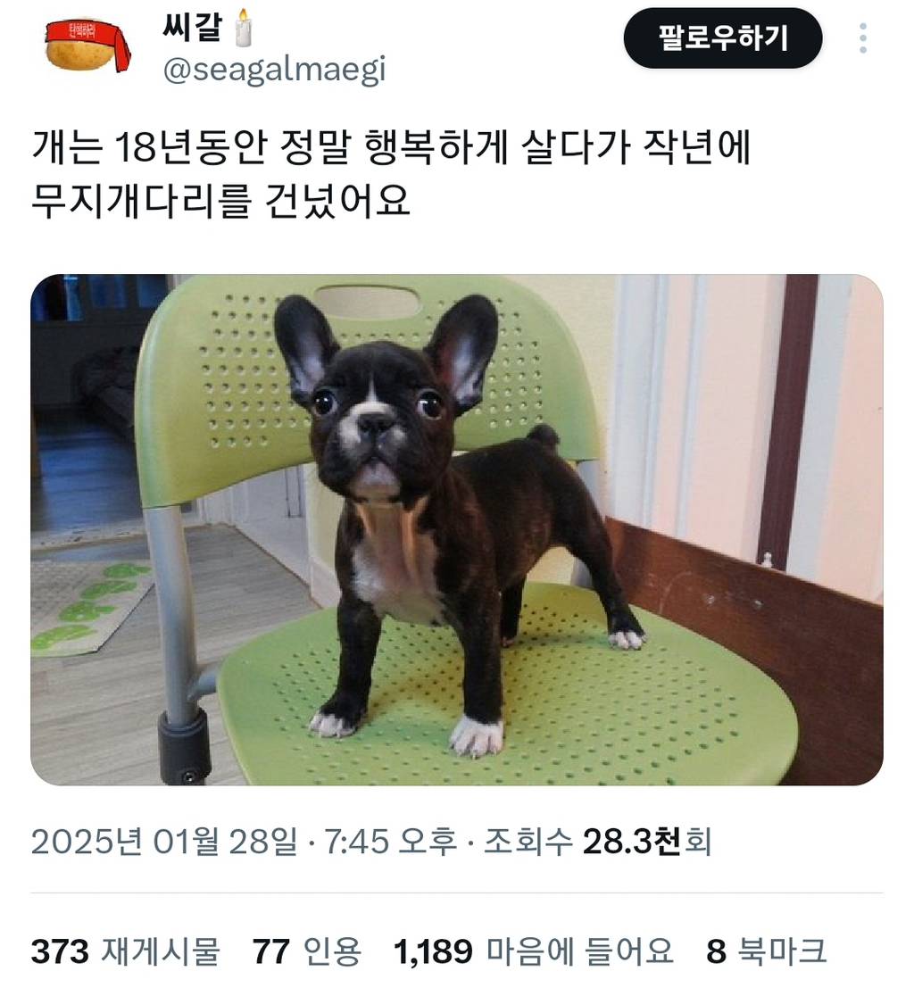 개산책하러 나온 보호자들 보면 쫒아가서 | 인스티즈