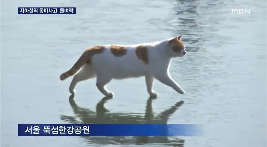 서울의 한강이 해외에서 유명해진 의외의 이유 | 인스티즈