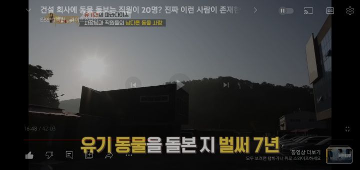 [충격] 무려 127마리 개고양이와 함께 지내는 회사 | 인스티즈