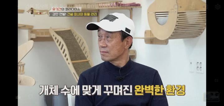 [충격] 무려 127마리 개고양이와 함께 지내는 회사 | 인스티즈