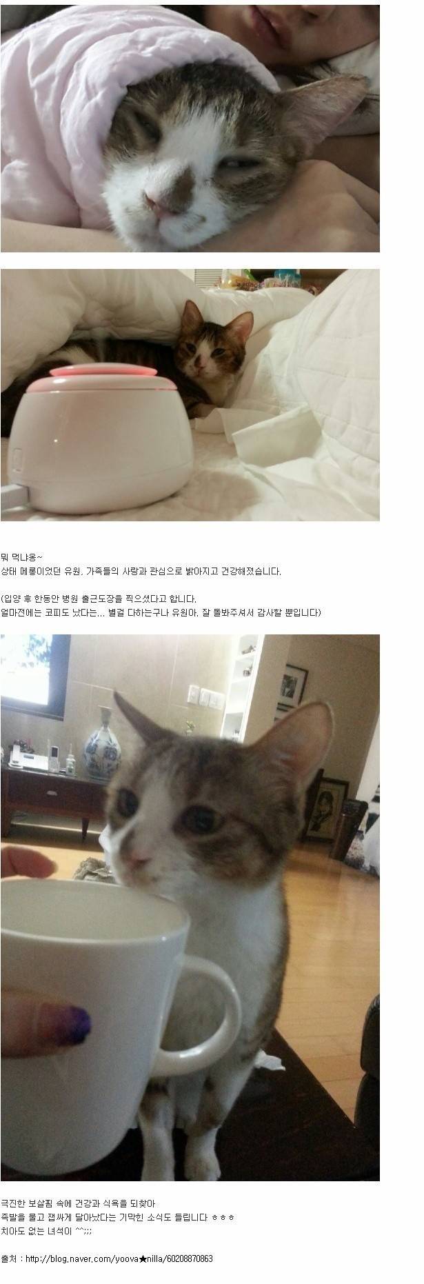 늙고 이,발가락없는 고양이 임보하고 유기묘 남 모르게 반려한 연예인 | 인스티즈