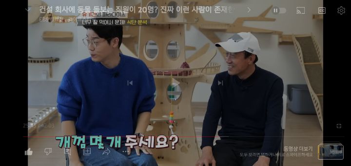 [충격] 무려 127마리 개고양이와 함께 지내는 회사 | 인스티즈