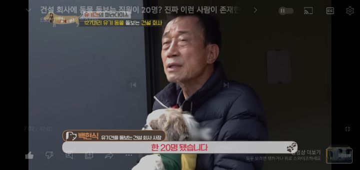 [충격] 무려 127마리 개고양이와 함께 지내는 회사 | 인스티즈