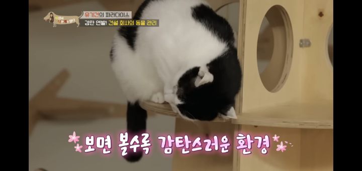 [충격] 무려 127마리 개고양이와 함께 지내는 회사 | 인스티즈