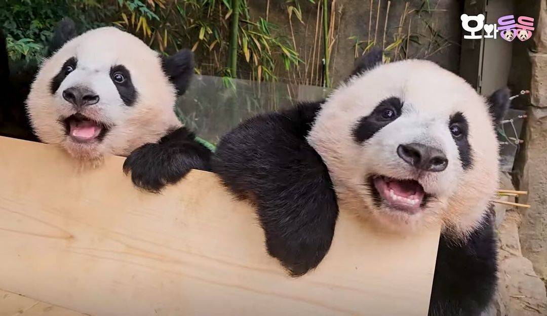 쌍둥이는 쌍둥이다 feat.루이후이바오🐼 | 인스티즈
