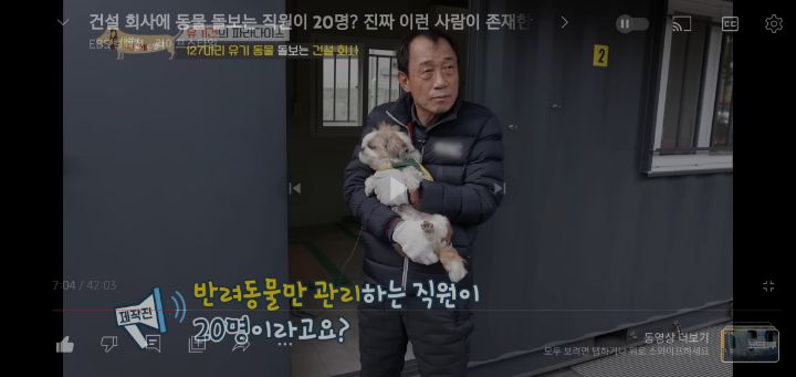 [충격] 무려 127마리 개고양이와 함께 지내는 회사 | 인스티즈